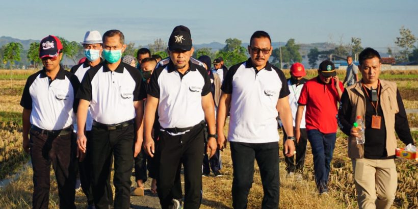 bupati jalan di sawah