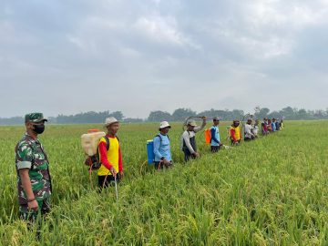 persiapan semprot wbc jetis