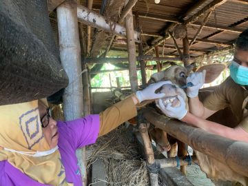 kurban periksa sapi 1