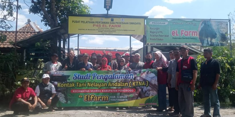 studitiru kambing mlarak unggul