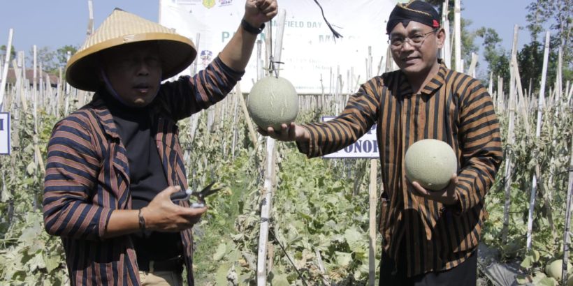 melon ungg